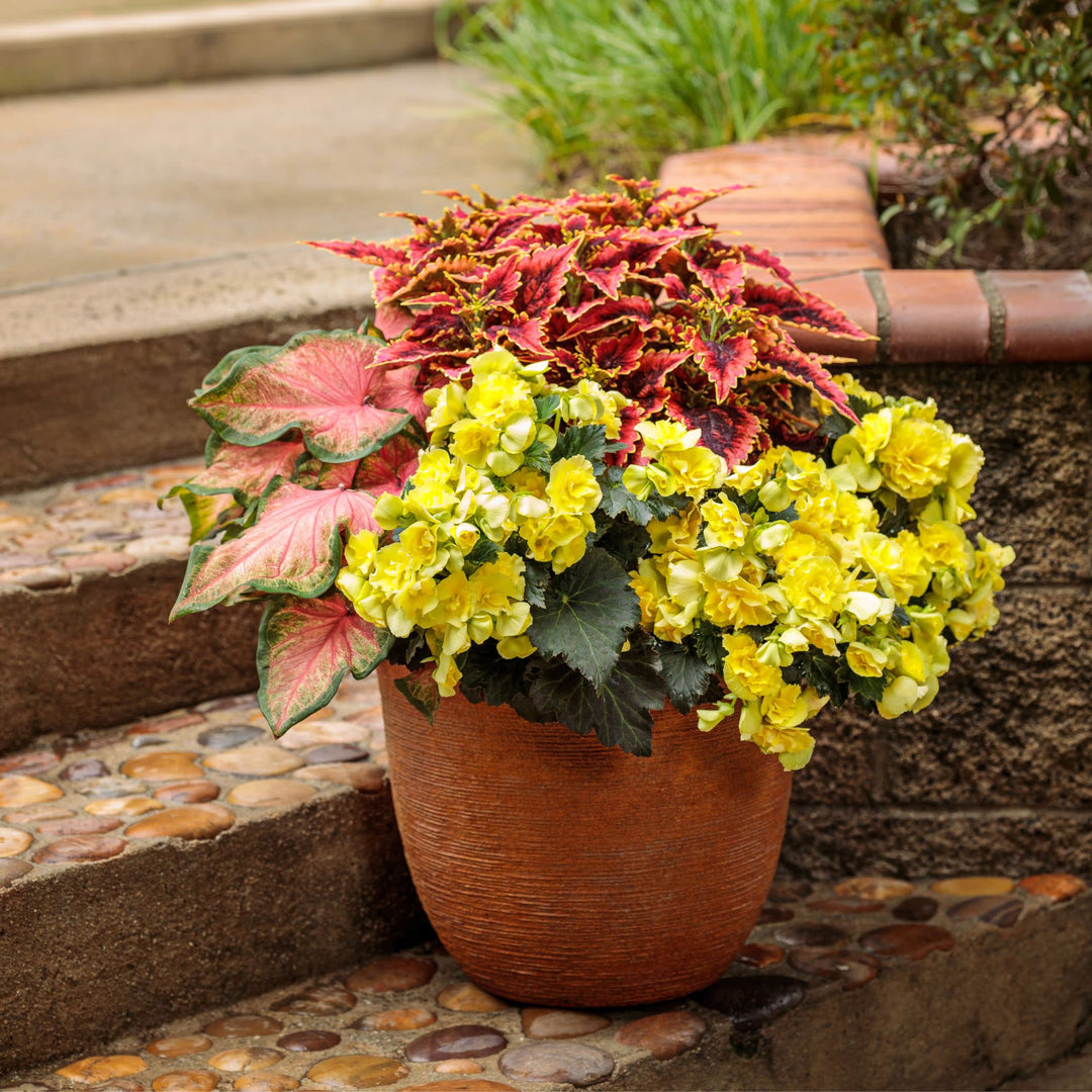 Solenia® Yellow Rieger Begonia (Begonia x hiemalis)