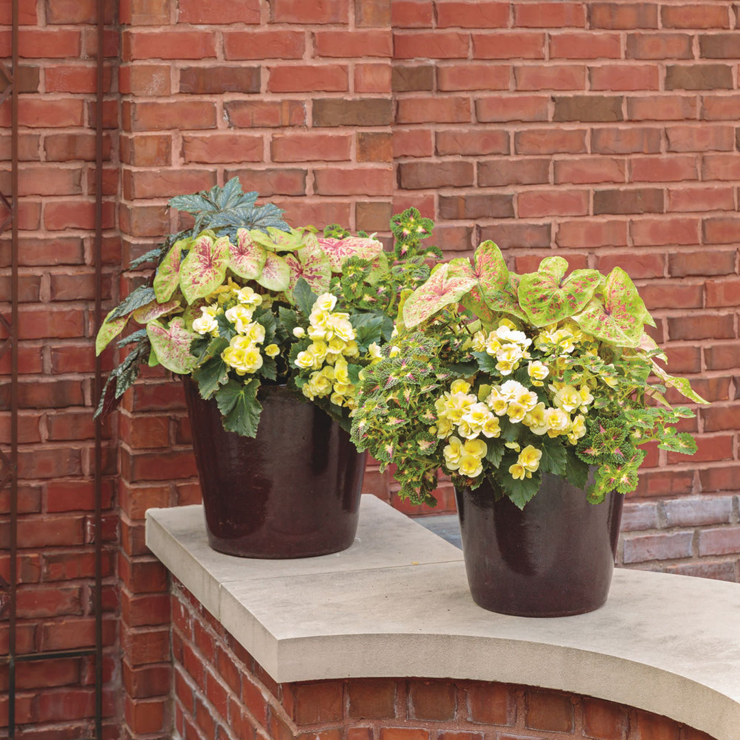 Solenia® Yellow Rieger Begonia (Begonia x hiemalis)