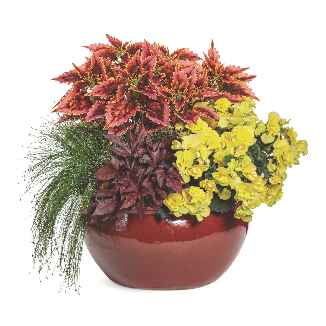 Solenia® Yellow Rieger Begonia (Begonia x hiemalis)