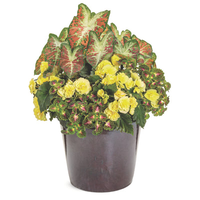 Solenia® Yellow Rieger Begonia (Begonia x hiemalis)