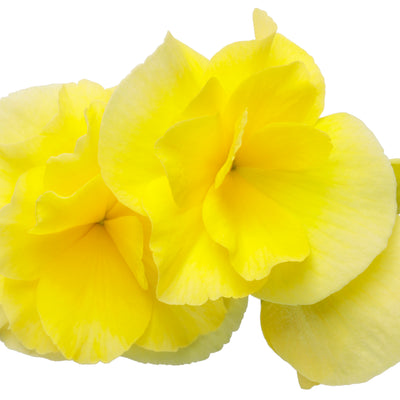 Solenia® Yellow Rieger Begonia (Begonia x hiemalis)