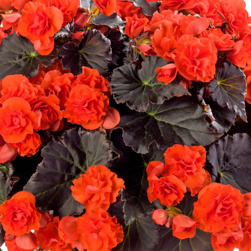 Solenia Chocolate Orange Rieger Begonia up close.