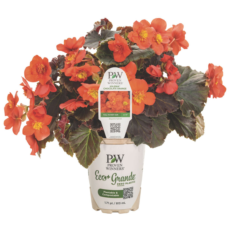 Solenia® Chocolate Orange Rieger Begonia (Begonia x hiemalis)