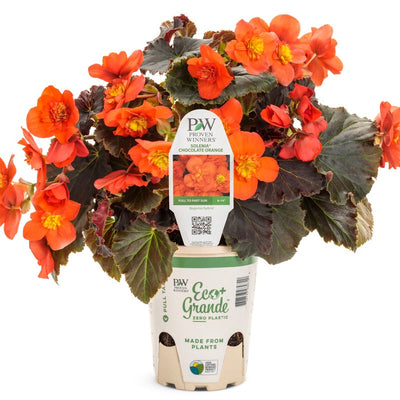 Solenia Chocolate Orange Solenia Chocolate Orange Rieger Begonia in container.