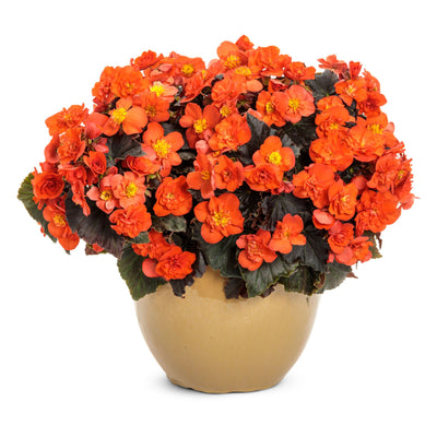 Solenia® Chocolate Orange Rieger Begonia (Begonia x hiemalis)
