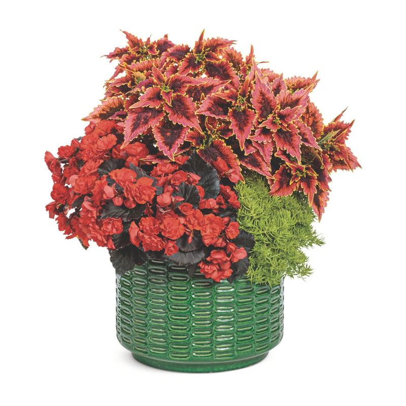 Solenia® Chocolate Orange Rieger Begonia (Begonia x hiemalis)