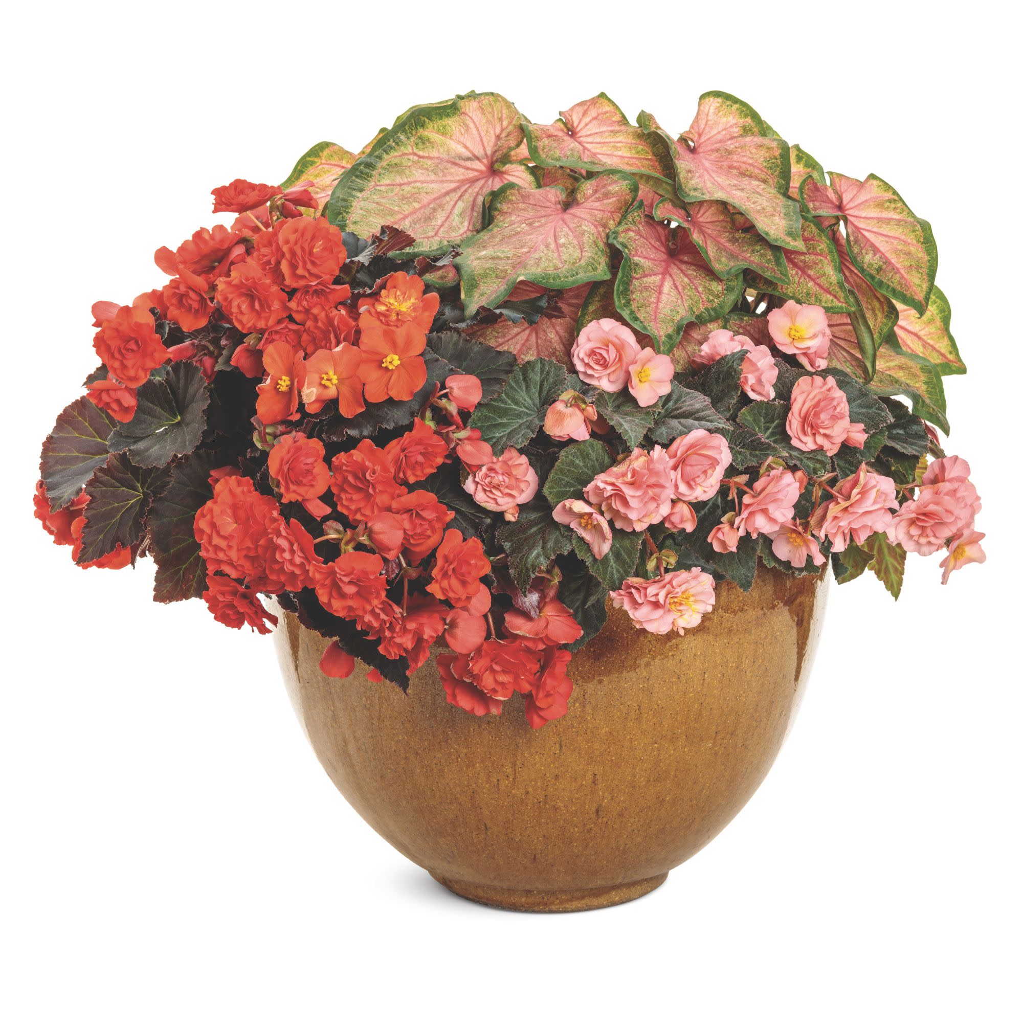 Rieger Begonia | Solenia® Chocolate Orange | Proven Winners