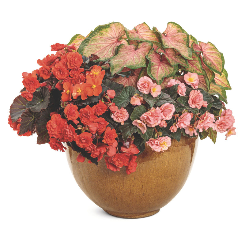 Solenia® Chocolate Orange Rieger Begonia (Begonia x hiemalis)