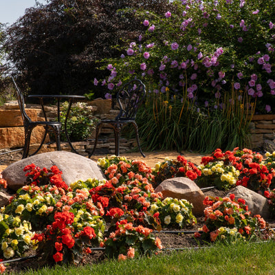 Solenia® Chocolate Orange Rieger Begonia (Begonia x hiemalis)