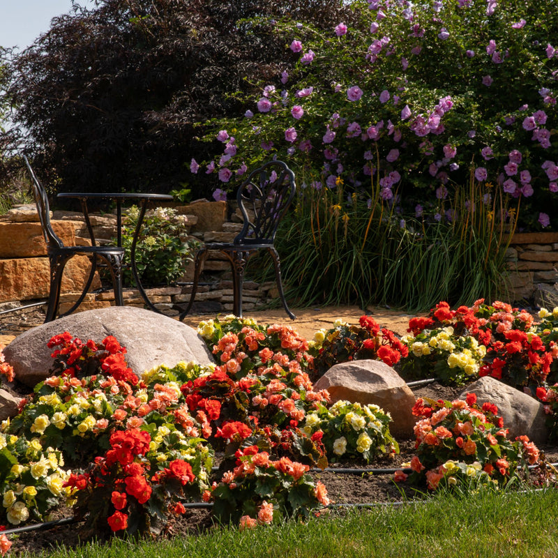 Solenia® Chocolate Orange Rieger Begonia (Begonia x hiemalis)