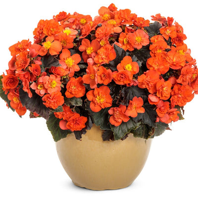 Solenia Chocolate Orange Solenia Chocolate Orange Rieger Begonia in use.