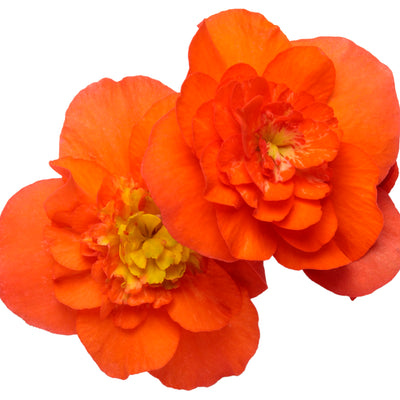 Solenia® Chocolate Orange Rieger Begonia (Begonia x hiemalis)