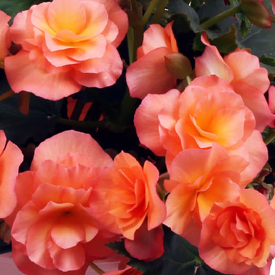 Solenia Apricot Rieger Begonia up close.