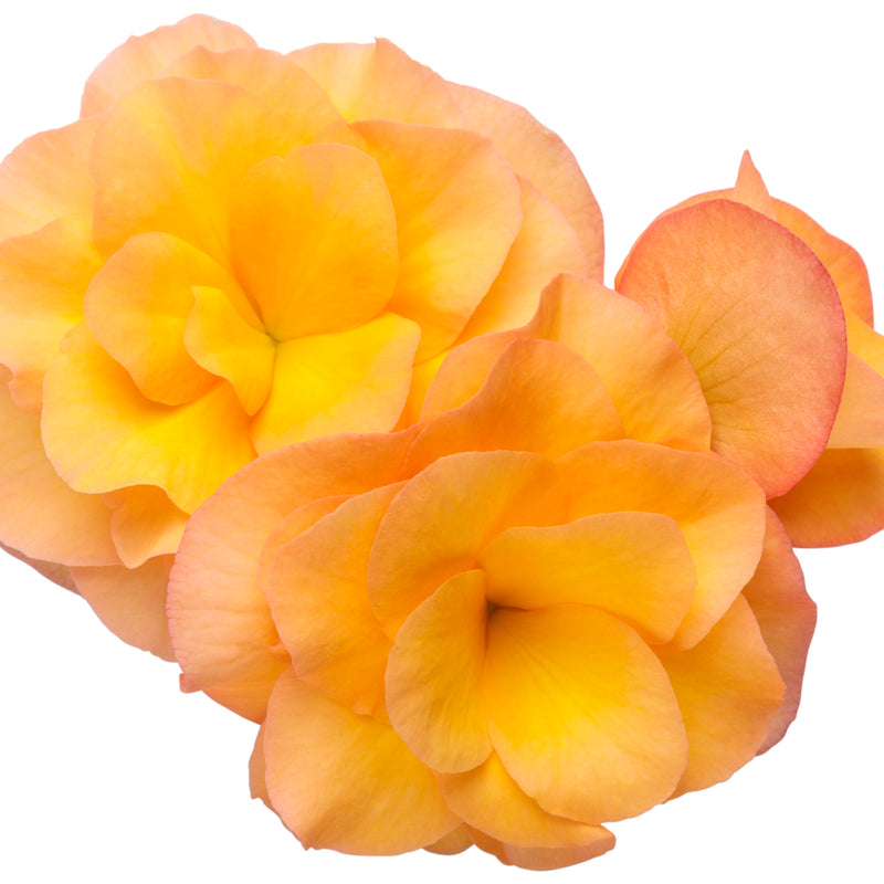 Solenia® Apricot Rieger Begonia (Begonia x hiemalis)