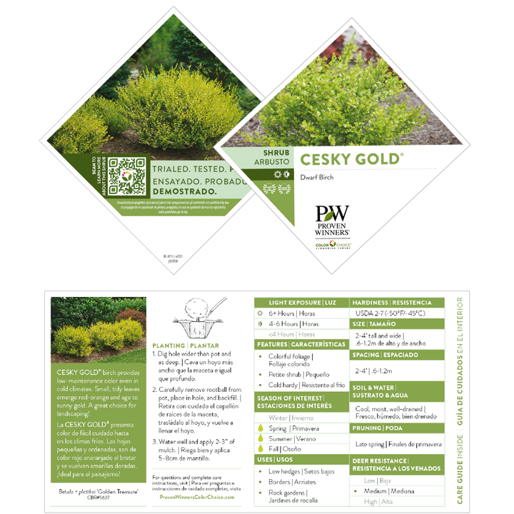 Cesky Gold® Dwarf Birch (Betula x plettkei)