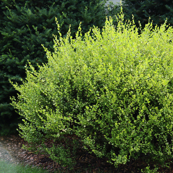 Dwarf Birch | Cesky Gold® | Proven Winners® Shrubs – Proven