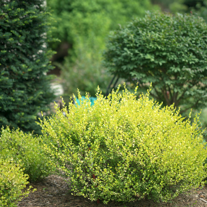 Cesky Gold® Dwarf Birch (Betula x plettkei)