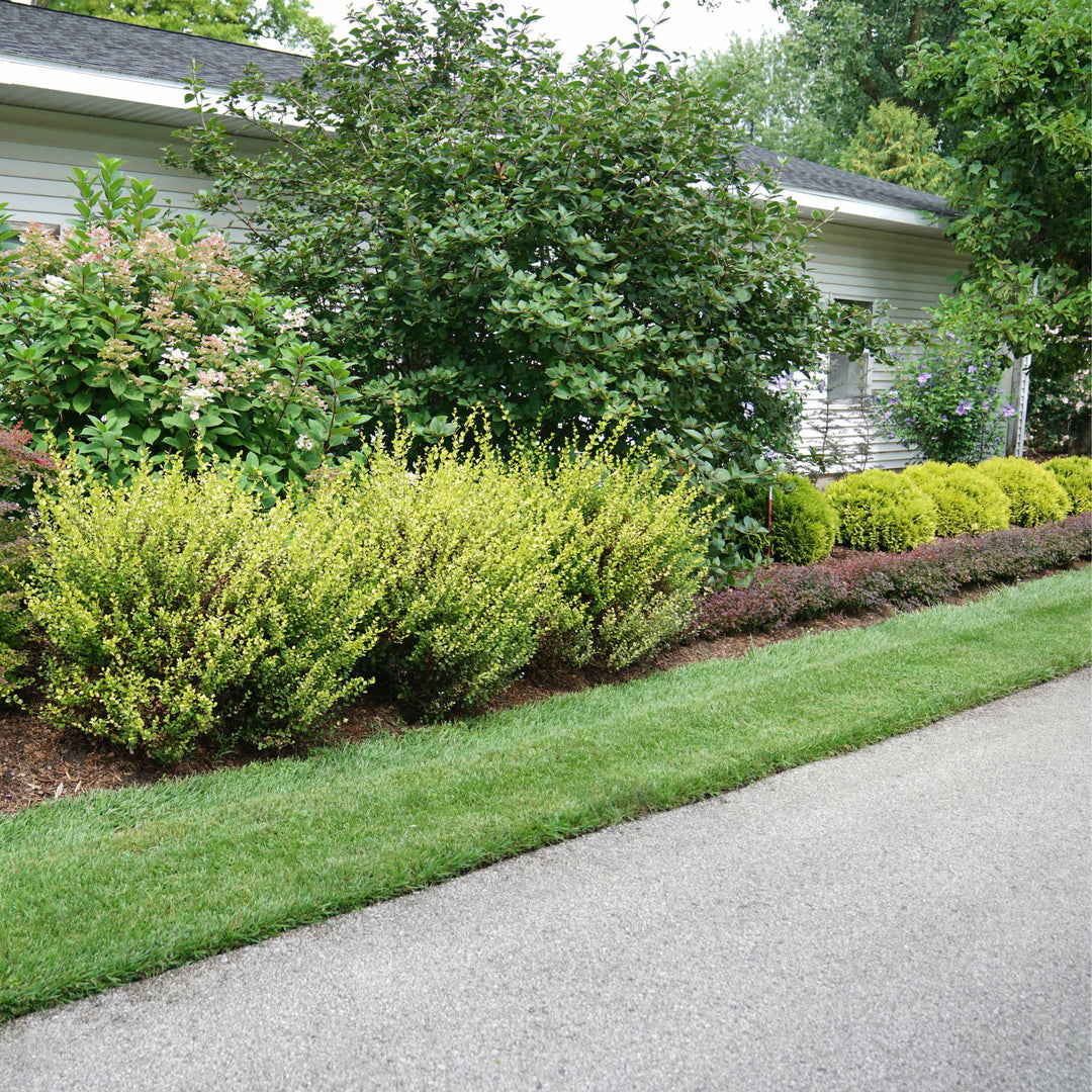 Cesky Gold® Dwarf Birch (Betula x plettkei)