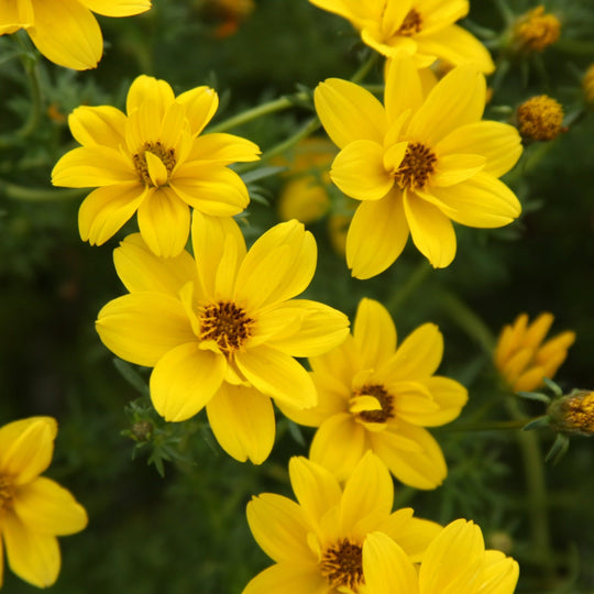 Goldilocks Rocks® Apache Beggarticks (Bidens ferulifolia)