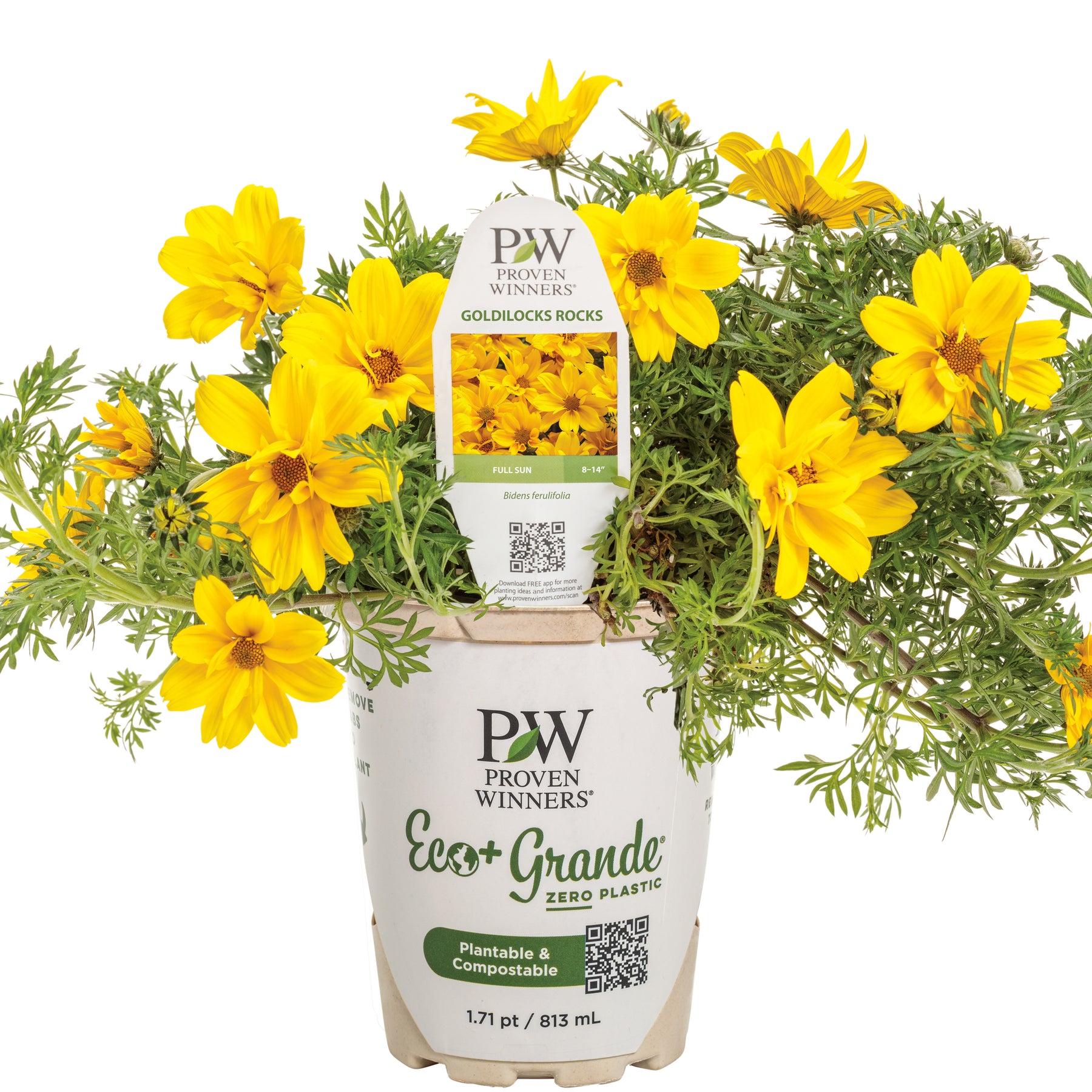 Goldilocks Rocks Apache Beggarticks | Goldilocks Rocks® | Proven Winners® Annuals ...