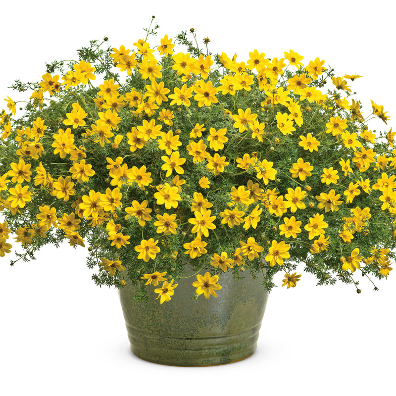 Goldilocks Rocks® Apache Beggarticks (Bidens ferulifolia)