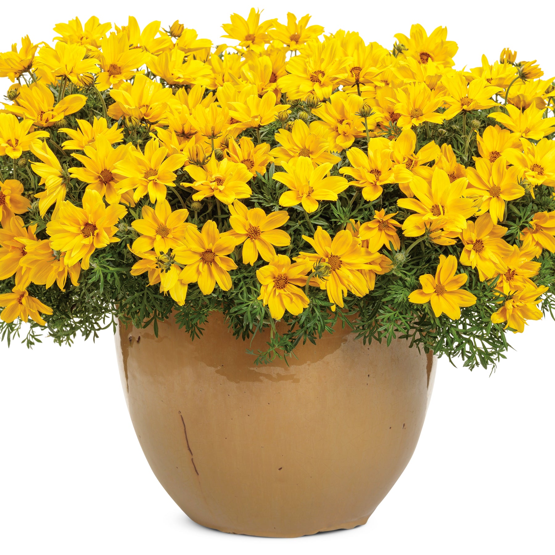 Goldilocks Rocks Apache Beggarticks | Goldilocks Rocks® | Proven Winners® Annuals ...