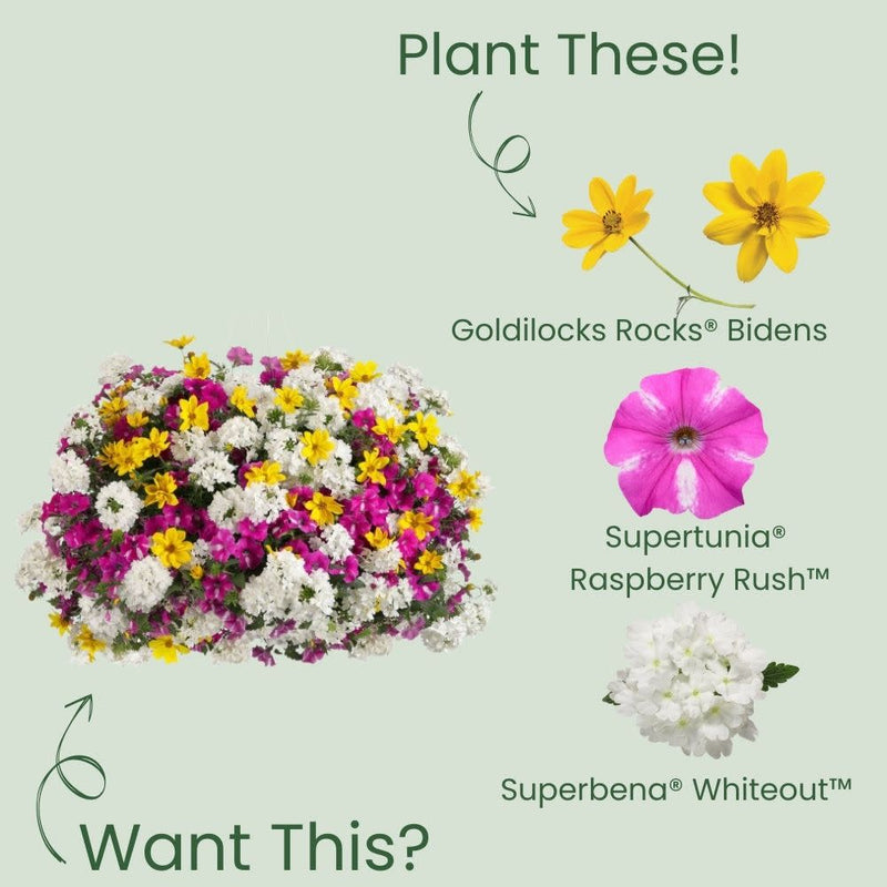 Goldilocks Rocks Apache Beggarticks | Goldilocks Rocks® | Proven Winners® Annuals ...