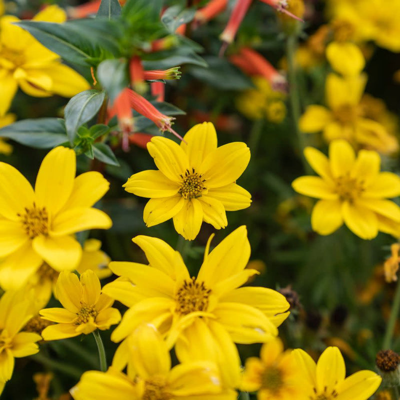 Goldilocks Rocks® Apache Beggarticks (Bidens ferulifolia)