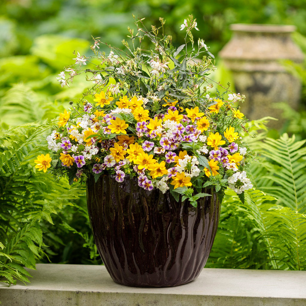 Goldilocks Rocks Apache Beggarticks | Goldilocks Rocks® | Proven Winners® Annuals ...