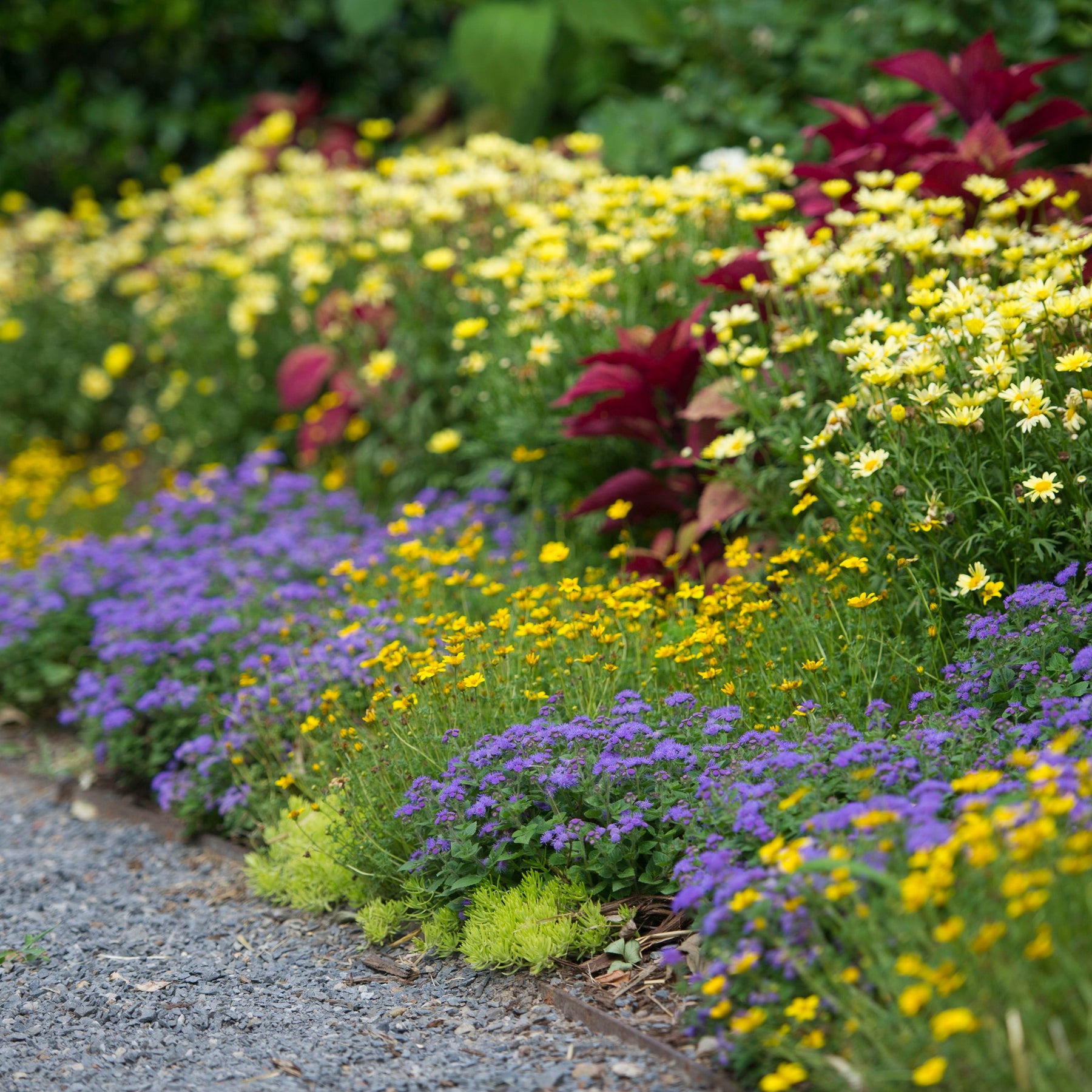 Goldilocks Rocks Apache Beggarticks | Goldilocks Rocks® | Proven Winners® Annuals ...