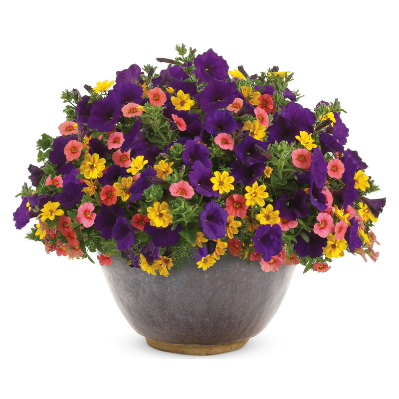 Goldilocks Rocks® Apache Beggarticks (Bidens ferulifolia)