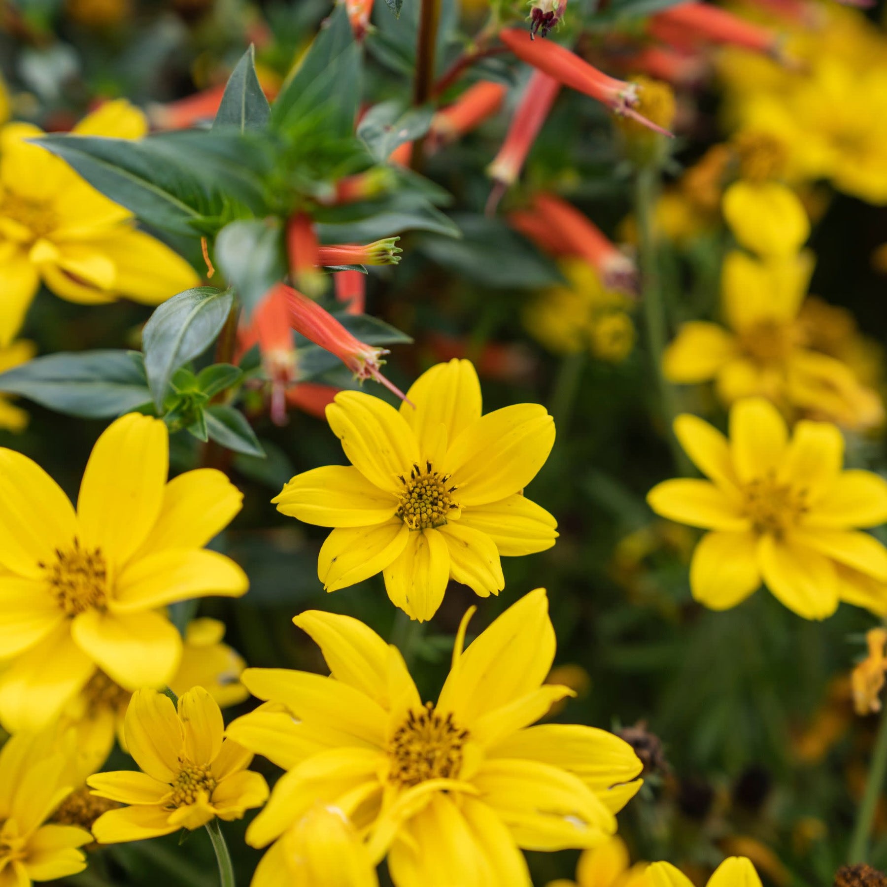 Goldilocks Rocks Apache Beggarticks | Goldilocks Rocks® | Proven Winners® Annuals ...