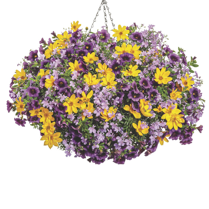 goldilocks hanging plant Apache Beggarticks | Goldilocks Rocks
