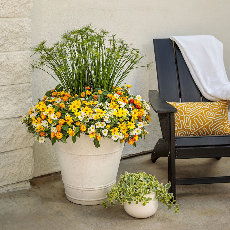 Goldilocks Rocks® Apache Beggarticks (Bidens ferulifolia)