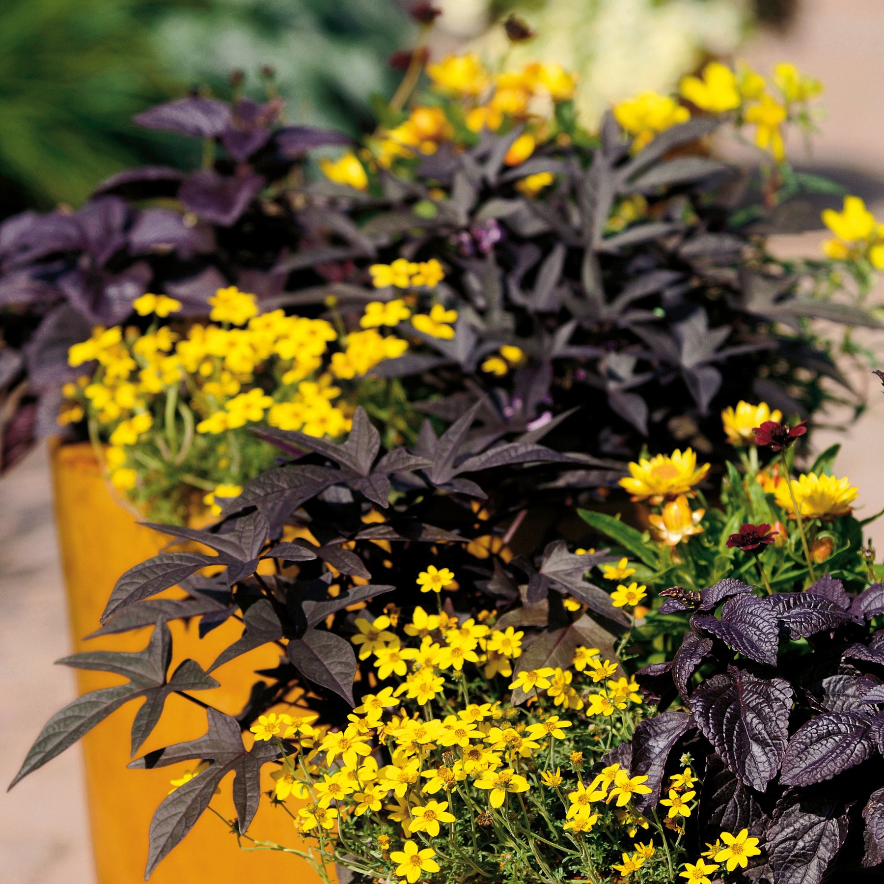 Goldilocks Rocks Apache Beggarticks | Goldilocks Rocks® | Proven Winners® Annuals ...
