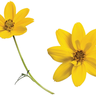 Goldilocks Rocks® Apache Beggarticks (Bidens ferulifolia)