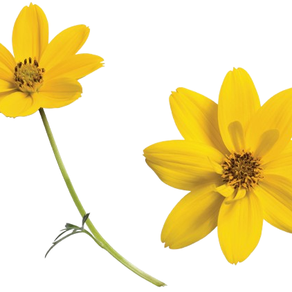 Goldilocks Rocks® Apache Beggarticks (Bidens ferulifolia)