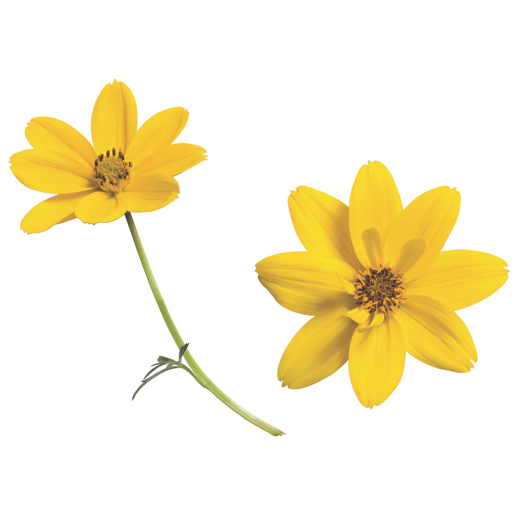 Goldilocks Rocks Apache Beggarticks | Goldilocks Rocks® | Proven Winners® Annuals ...