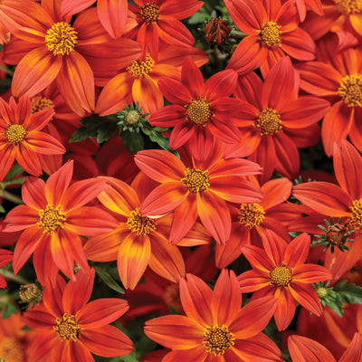 Campfire® Flame Apache Beggarticks (Bidens hybrid)