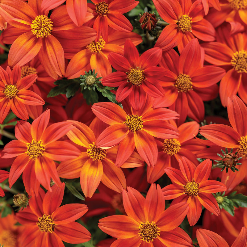 Campfire® Flame Apache Beggarticks (Bidens hybrid)