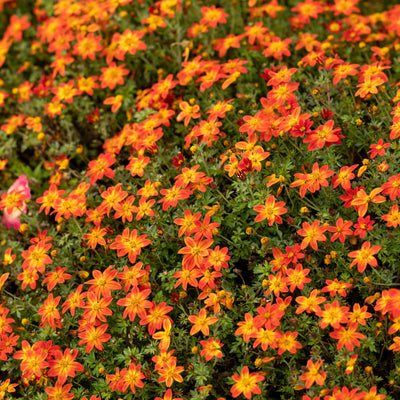 Campfire® Flame Apache Beggarticks (Bidens hybrid)