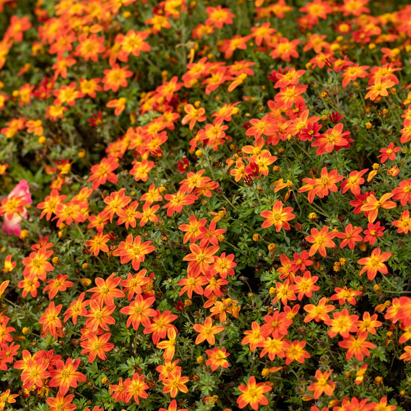 Campfire® Flame Apache Beggarticks (Bidens hybrid)