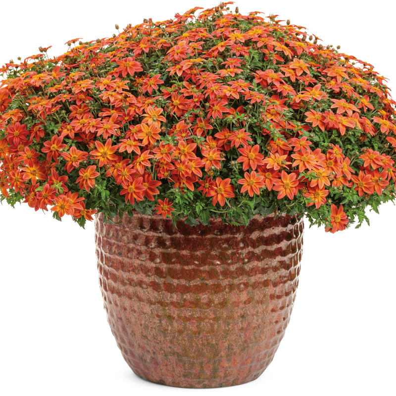 Campfire® Flame Apache Beggarticks (Bidens hybrid)