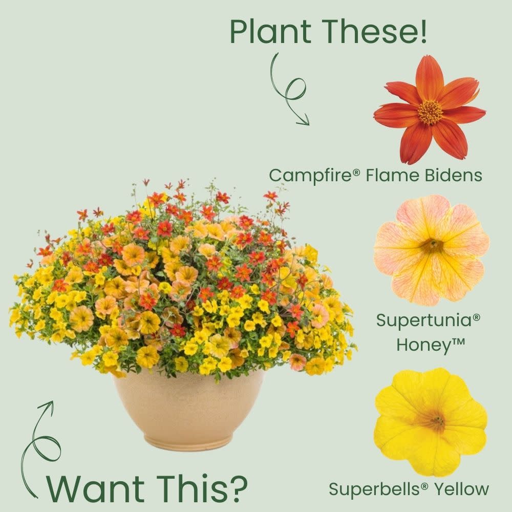 Apache Beggarticks | Campfire® Flame | Proven Winners® Annuals