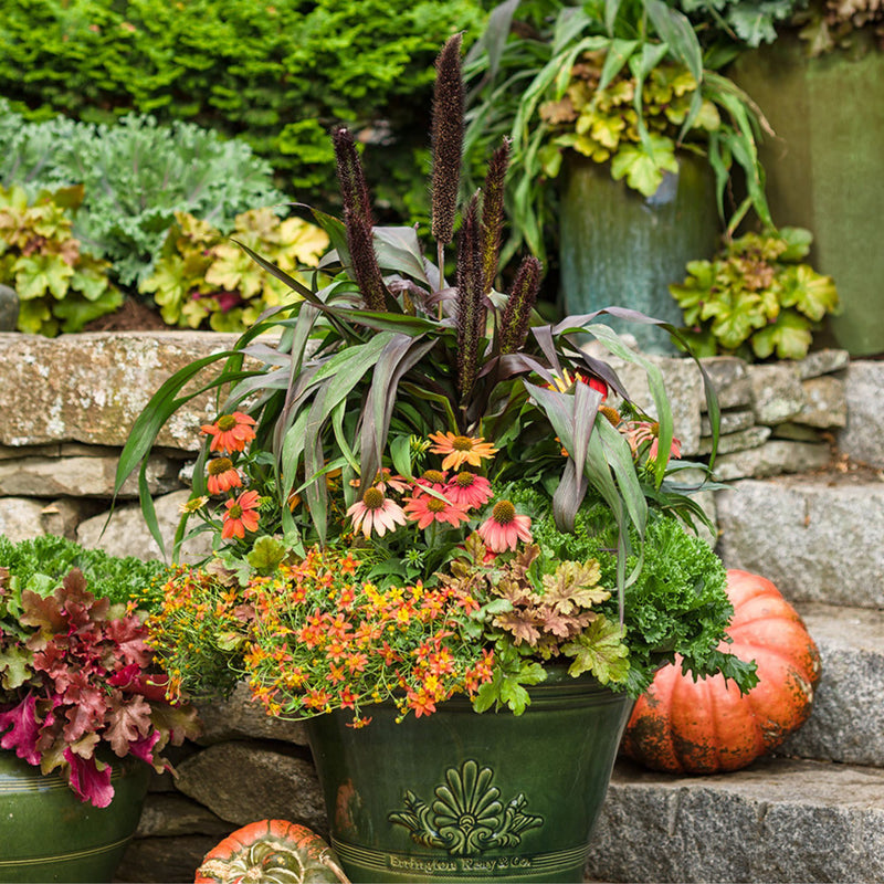 Campfire® Flame Apache Beggarticks (Bidens hybrid)