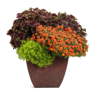 Campfire® Flame Apache Beggarticks (Bidens hybrid)