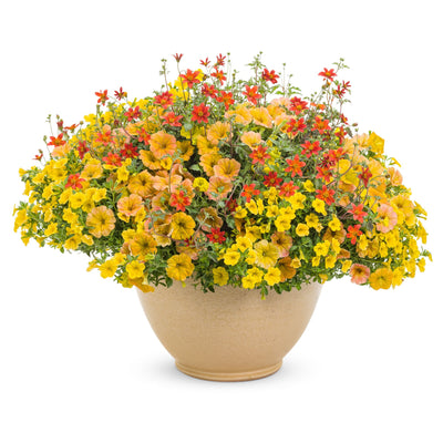 Campfire® Flame Apache Beggarticks (Bidens hybrid)