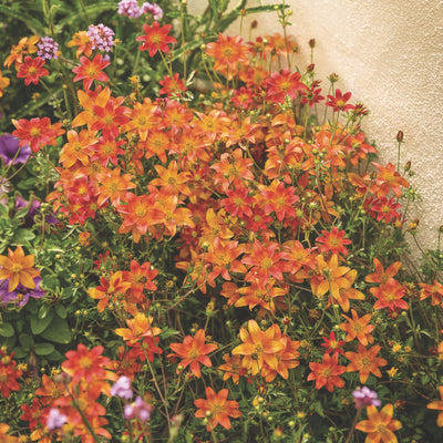 Campfire® Flame Apache Beggarticks (Bidens hybrid)