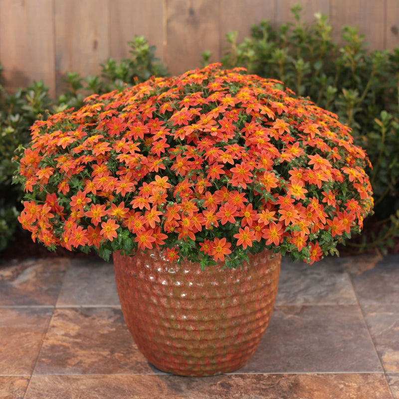Campfire® Flame Apache Beggarticks (Bidens hybrid)