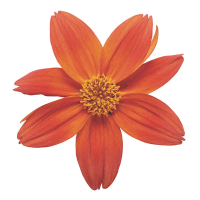 Campfire® Flame Apache Beggarticks (Bidens hybrid)